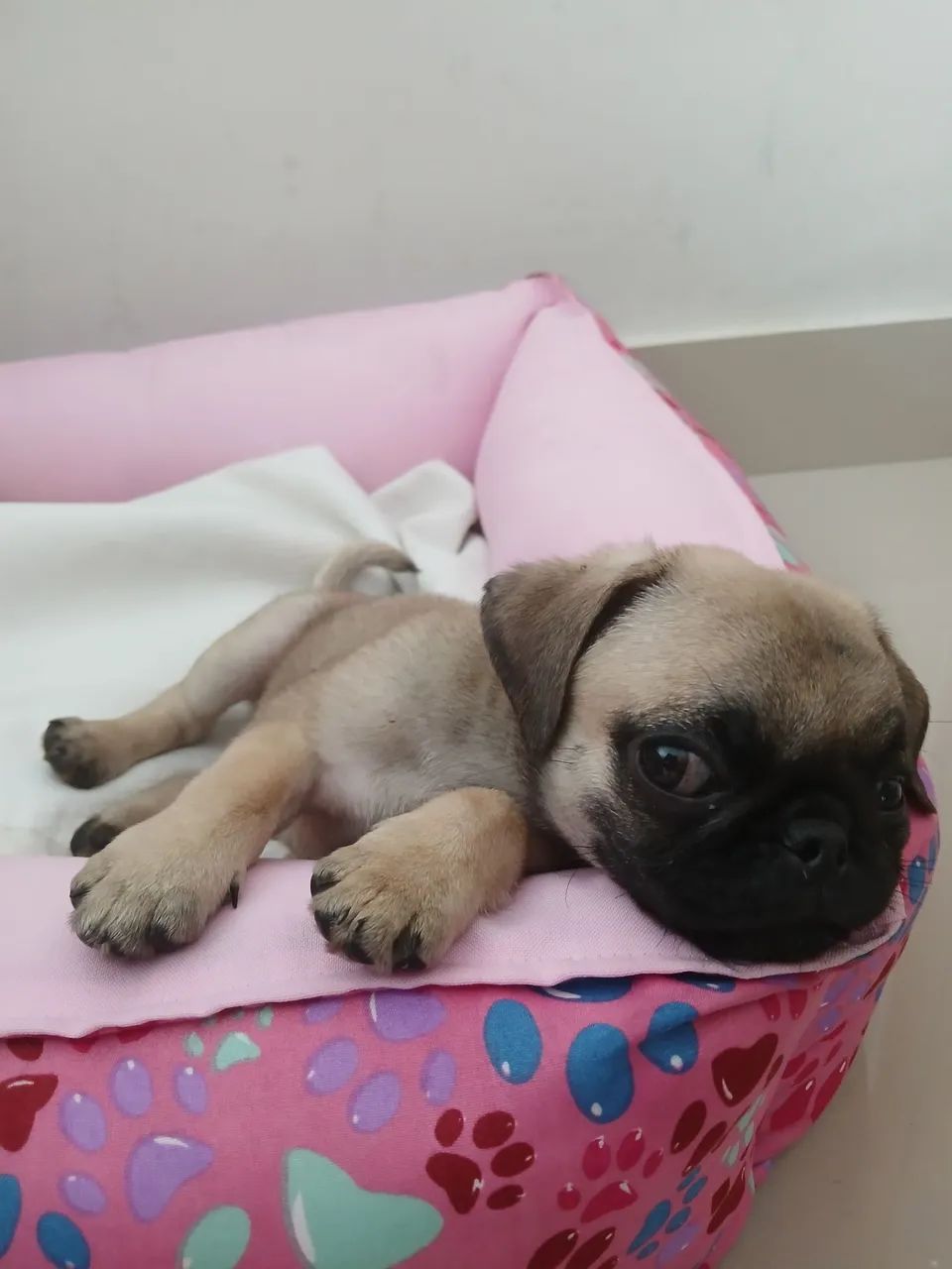Pug fêmea raça pura  - Foto 4