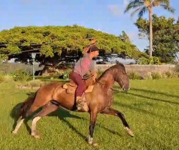 Castrado picaço bragado de barbada  - Foto 2