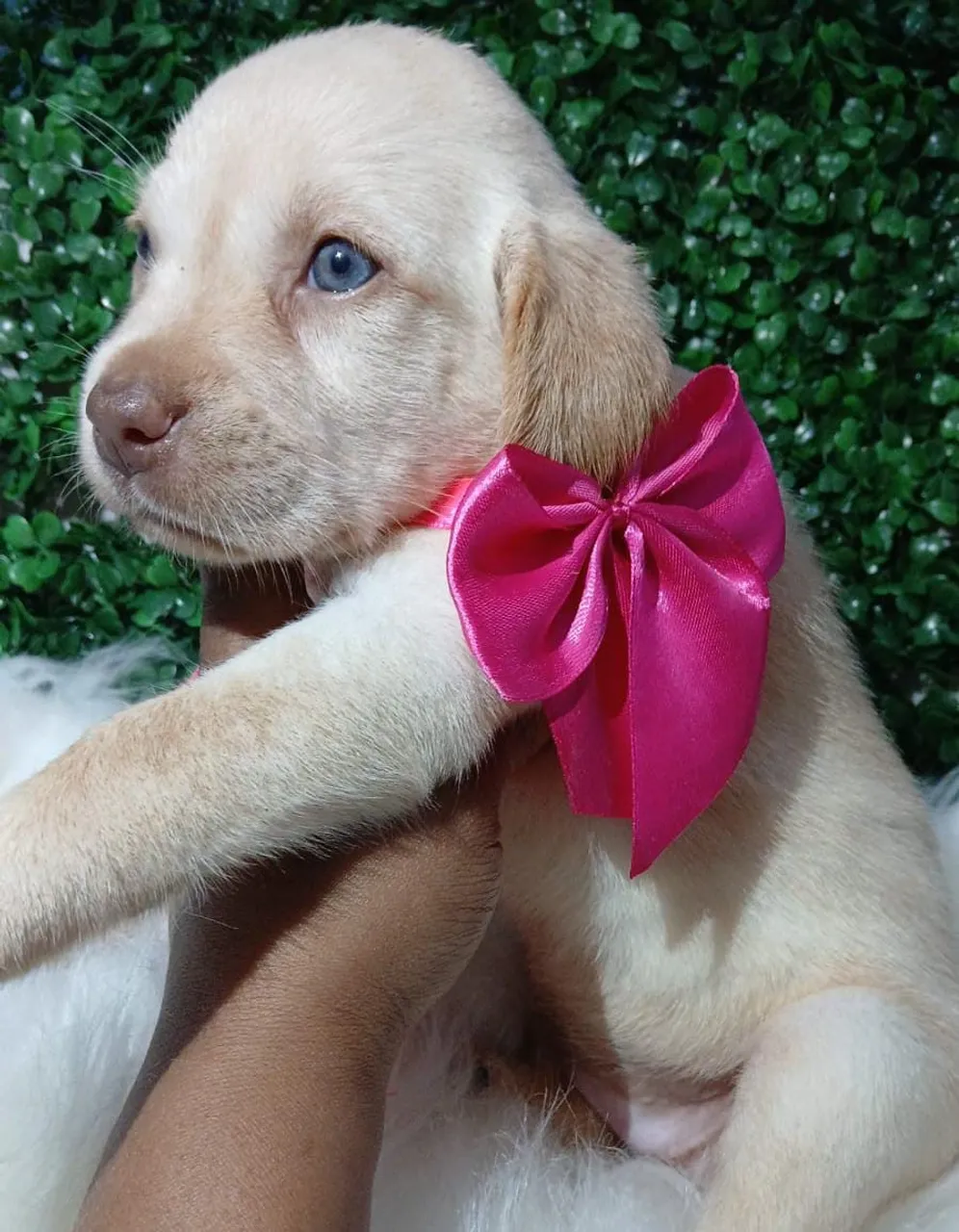 Macho e fêmea de labrador