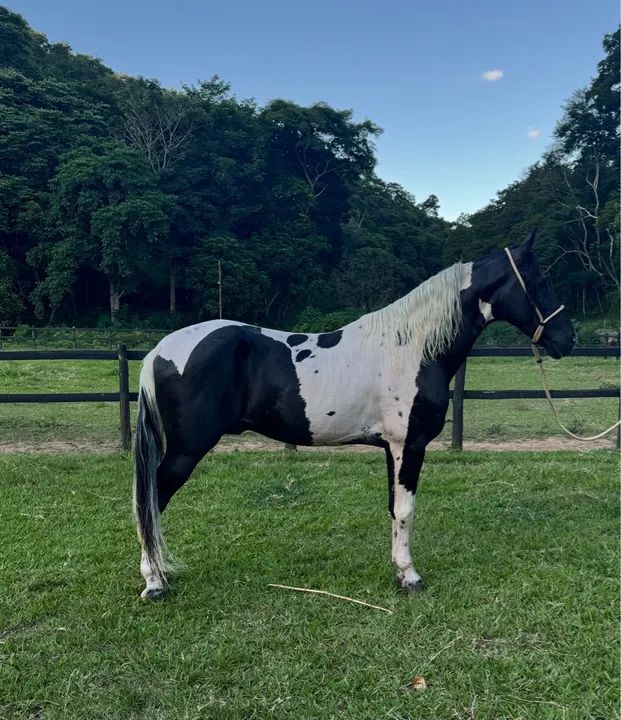 Cavalo de marcha picada Homozigoto
