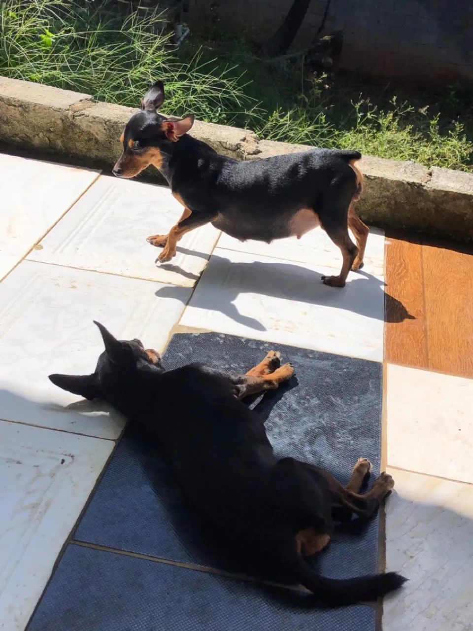 Filhote de Pinscher  - Foto 4