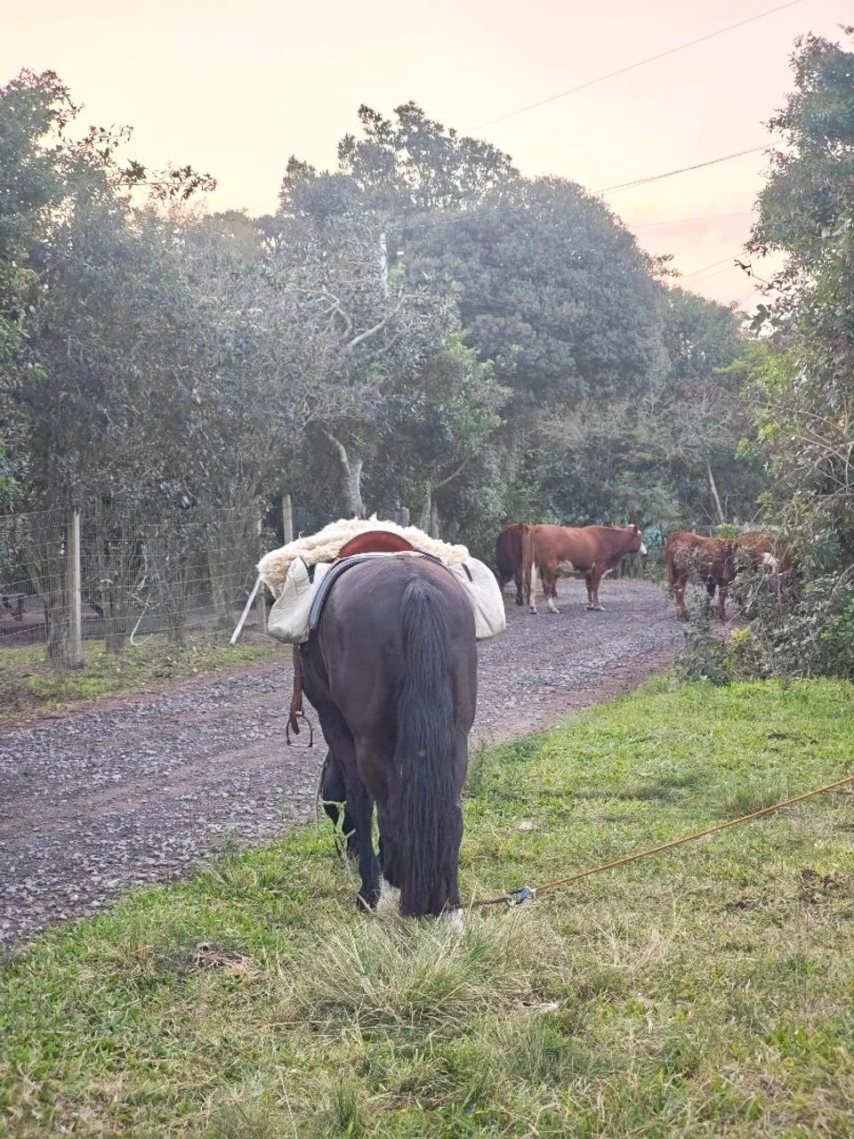 Cavalo para laço e agropecuária - Foto 4