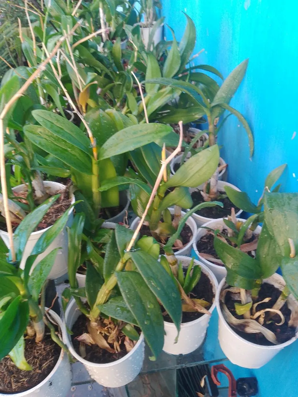 Vendo mudas de orquídeas sem flores. Porém. Do porte pequeno porém. Adultas