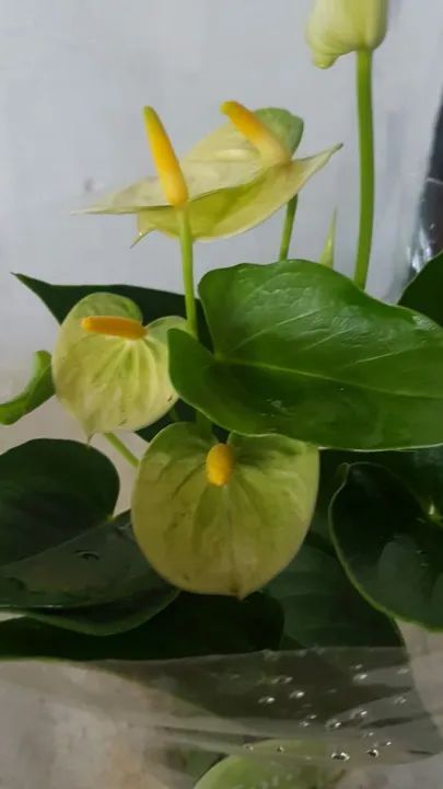 Antúrios Vermelhos Lindos - Foto 2