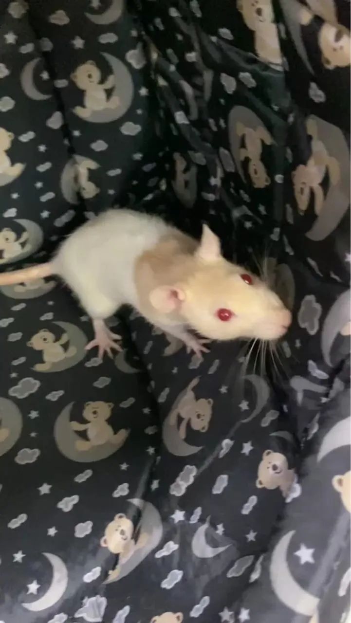 Ratos Twister fêmeas, duas por R$80 - Foto 4