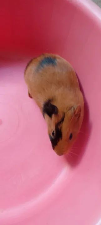 Filhotes de porquinhos da india - Foto 2