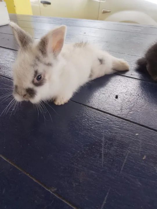 Coelhinho mini lion - Foto 2