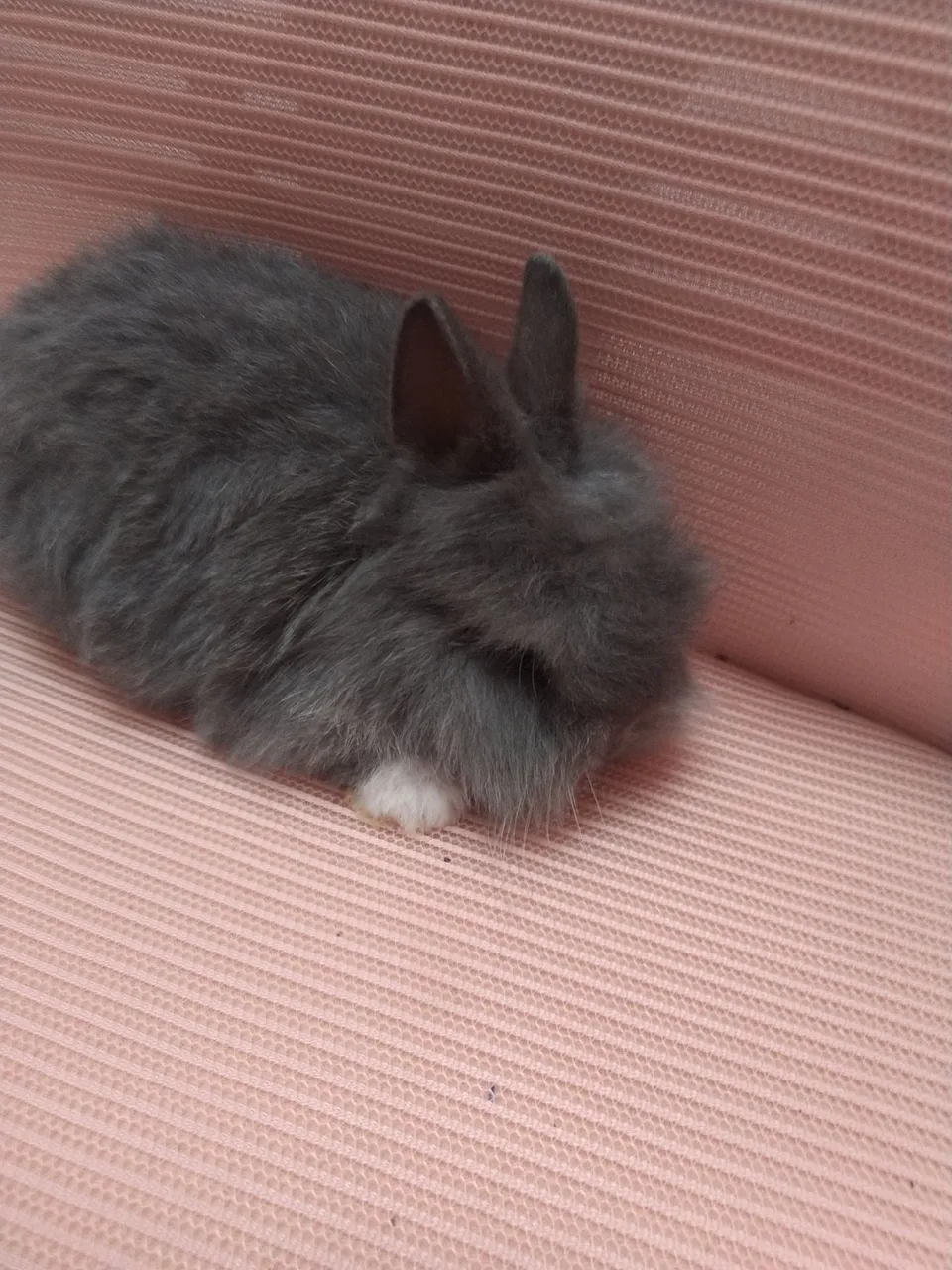 Coelhinho - Fofura em 4 Patas!
