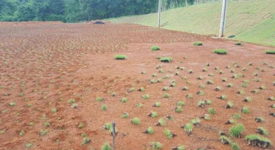 GRAMAS JA PLANTADAS A PARTIR DE 9 REAIS .. - Foto 4