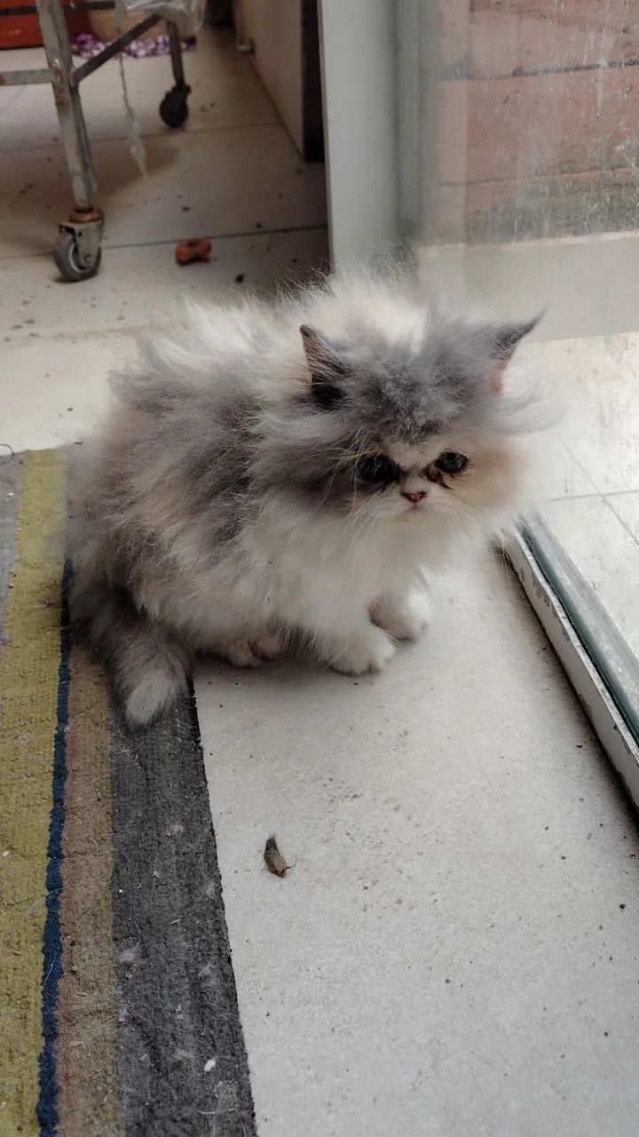 Gatinha Persa TRICOLOR fofissima  - Foto 4