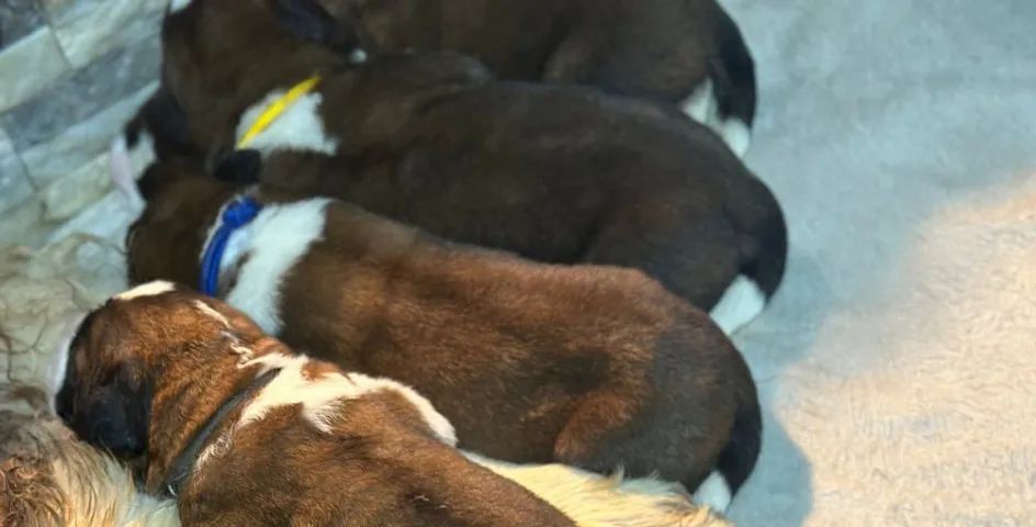 Fofuxos Doguinhos Sao Bernardo - Foto 2