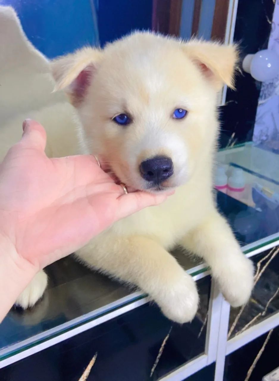 LEIAM A DESCRIÇÃO PRFV [ 2 filhotes de husky siberiano ] - Foto 4