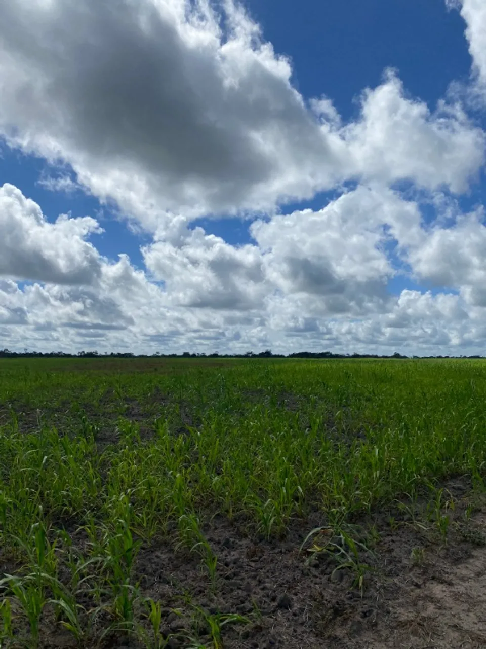 Fazenda 400 hectares valor 2.500 reais por hectare Acesso asfaltado Chapadinha