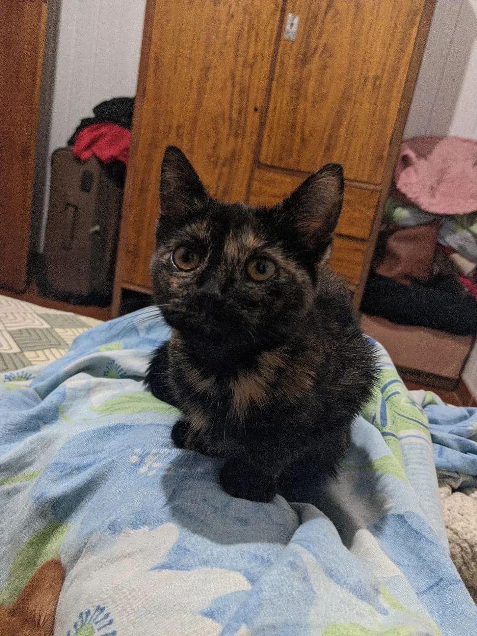 Doa-se gatinhas fêmeas. Urgente!