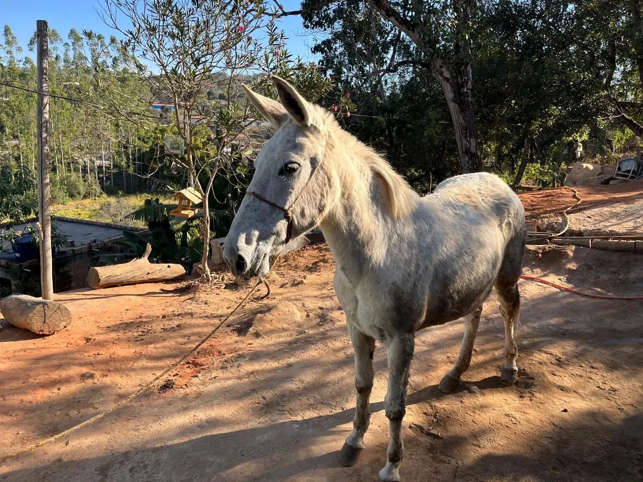 Vendo mula marcha picada  - Foto 3