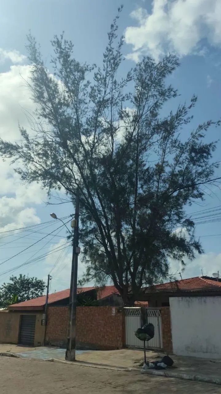 Poda de árvores limpeza e remoção dos resíduos  - Foto 5