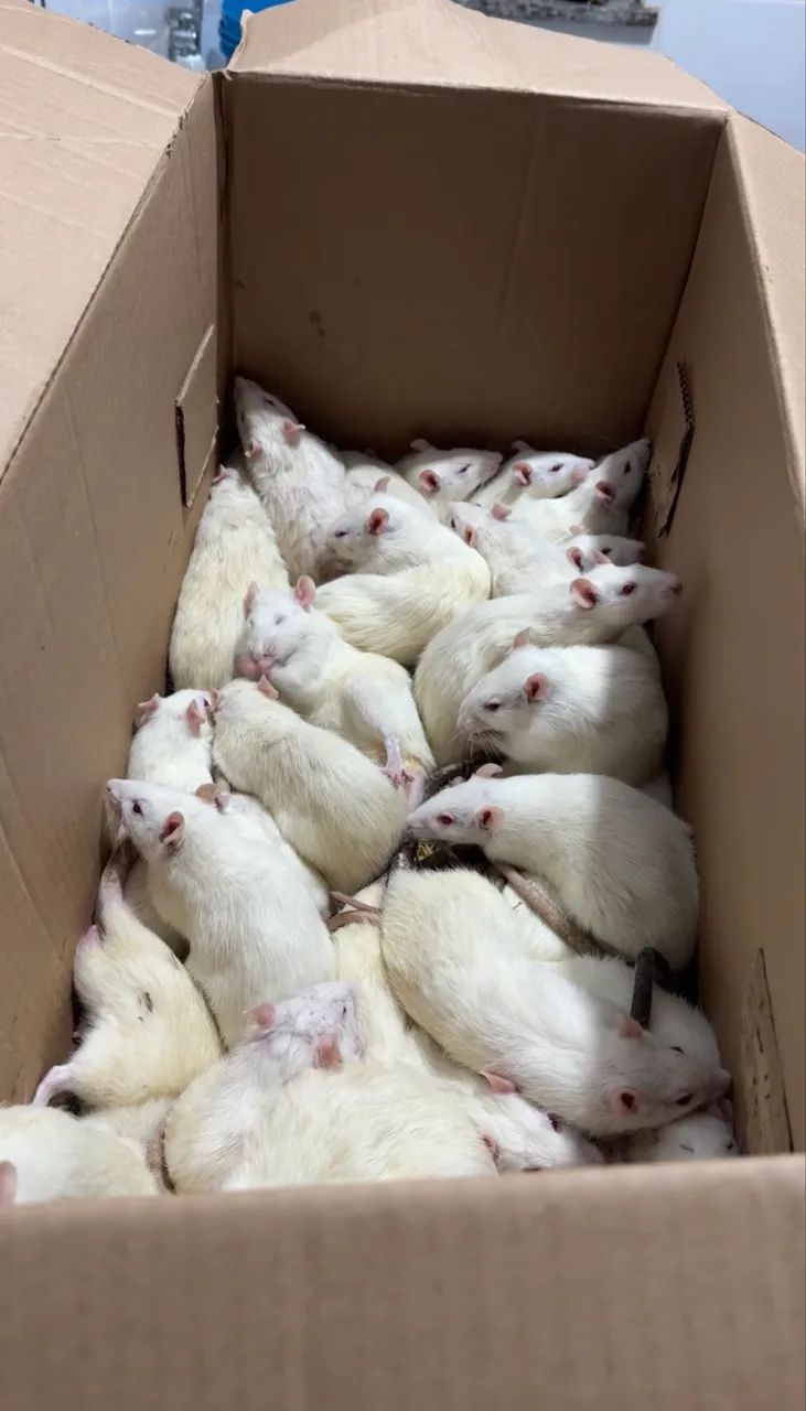 RATOS BRANCOS GRANDES 64706125987587122