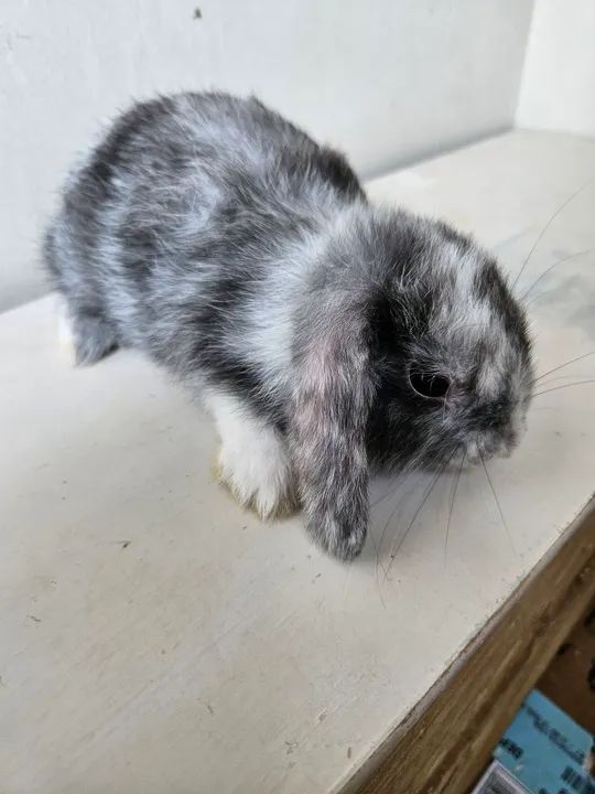 Coelho  bebê - Mini Lop - Foto 6