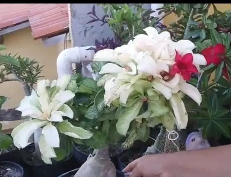 Rosa do deserto variegata 64292884520963123