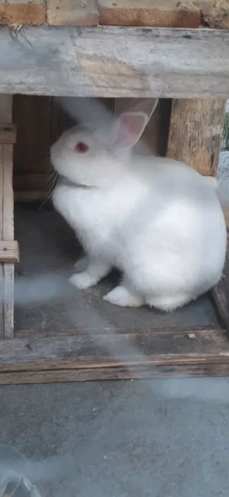 Vendo Coelho femea