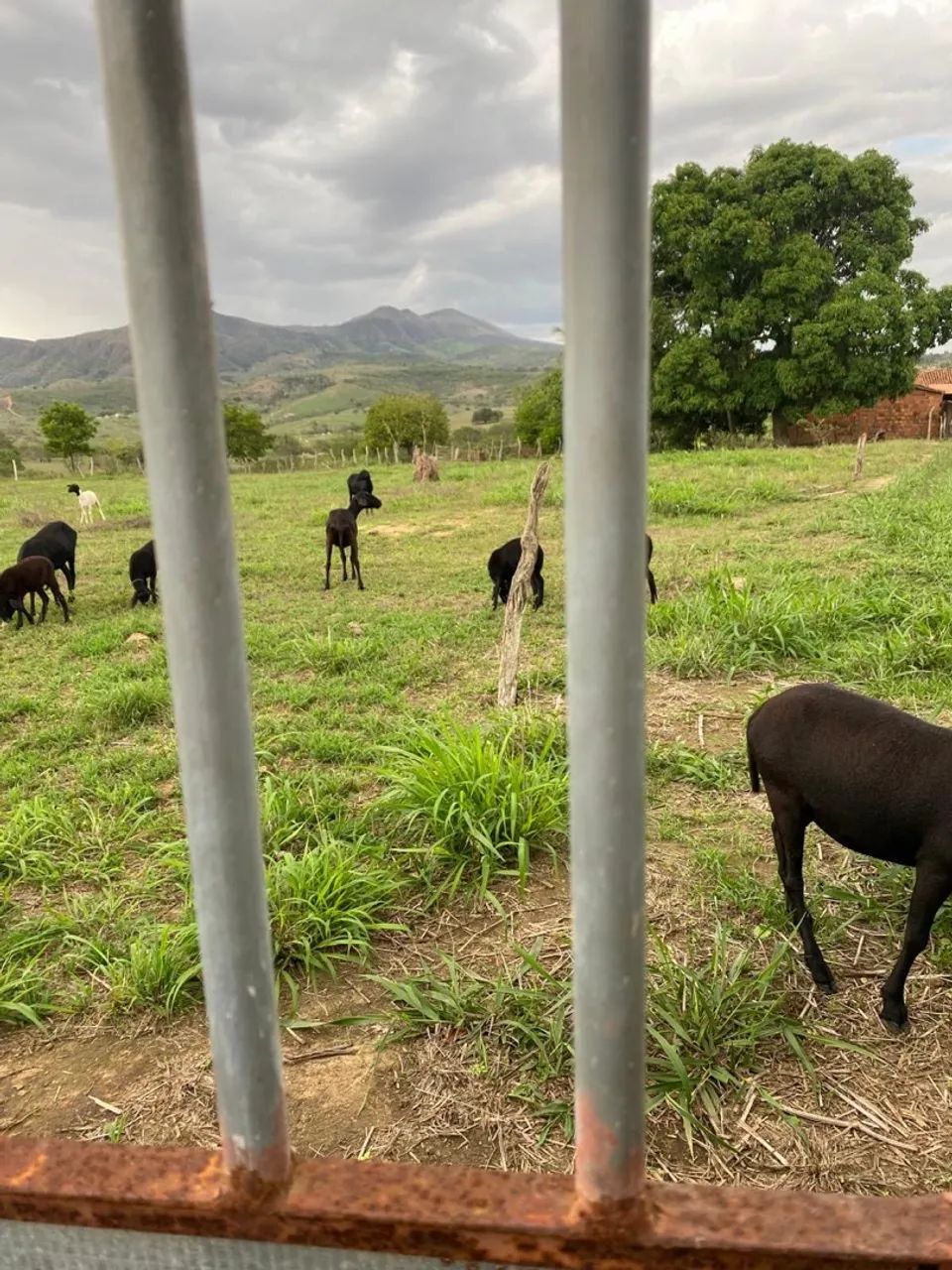 Vendo Sítio com 2 Tarefas na Escritura em São Domingos-se vista pra Serra da Miaba - Foto 5
