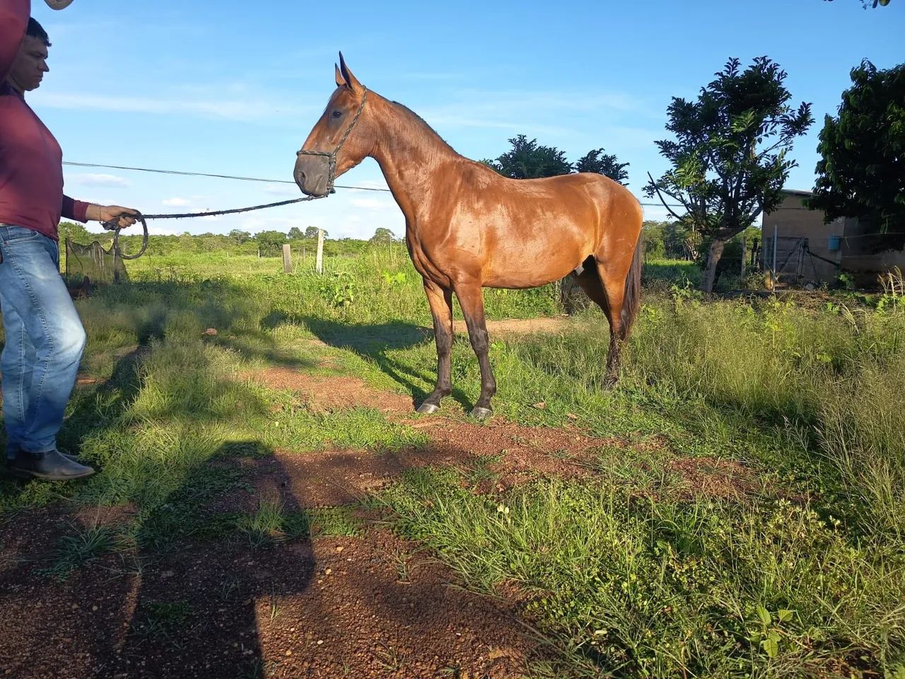 Cavalo Castrado Campolina Marcha Picada  - Foto 3