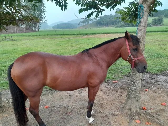 Égua crioula  - Foto 2