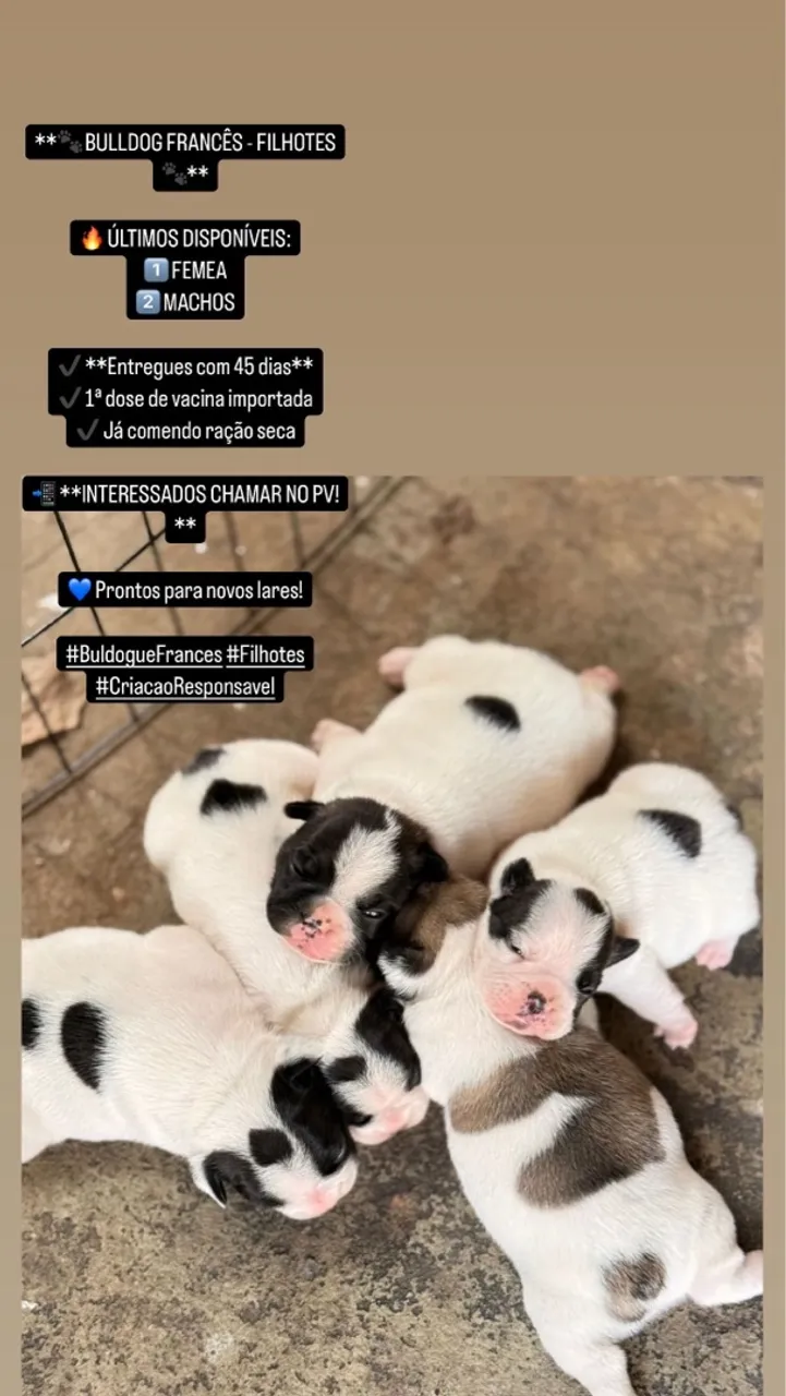 Filhotes de Bulldog Francês