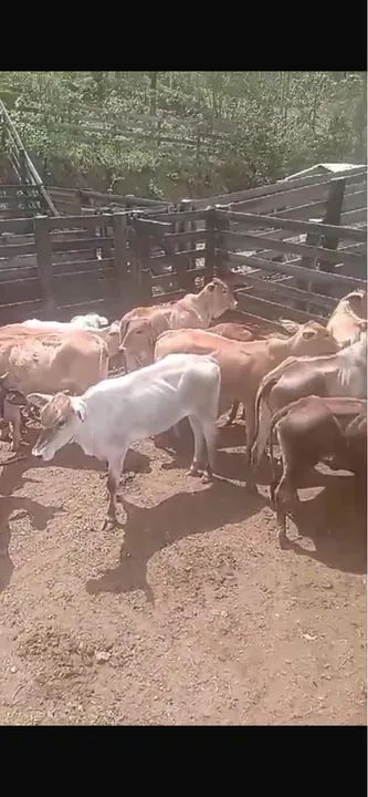 Novilhas aneloradas para venda