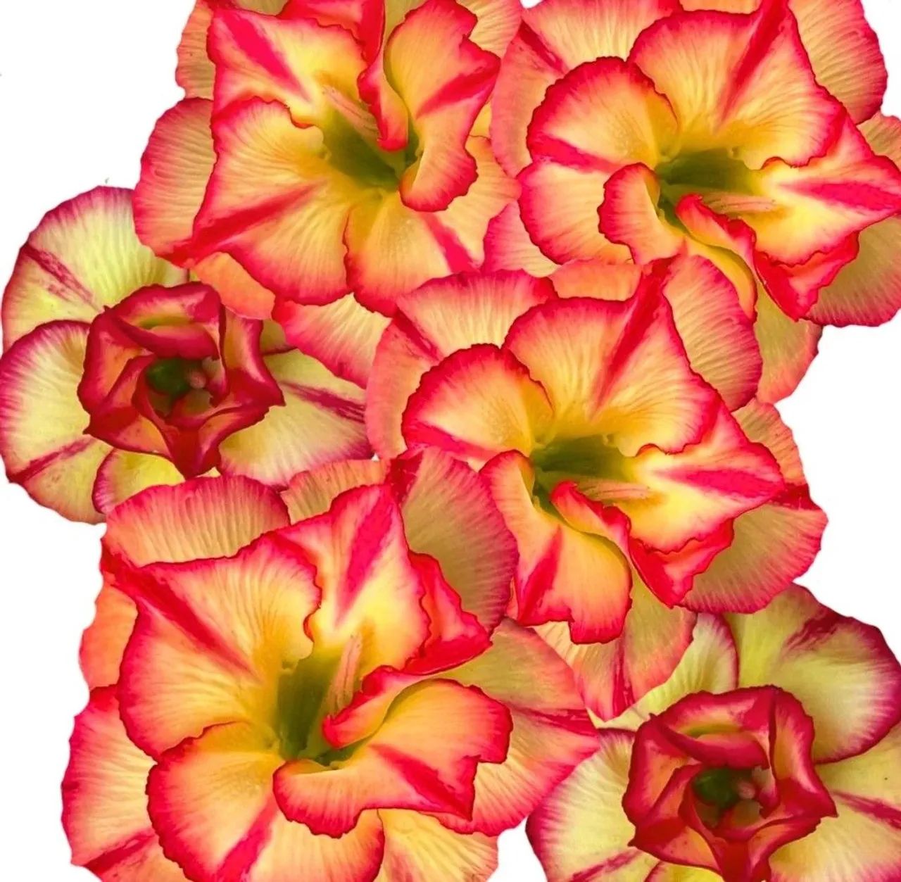 Rosa do deserto  - Foto 3