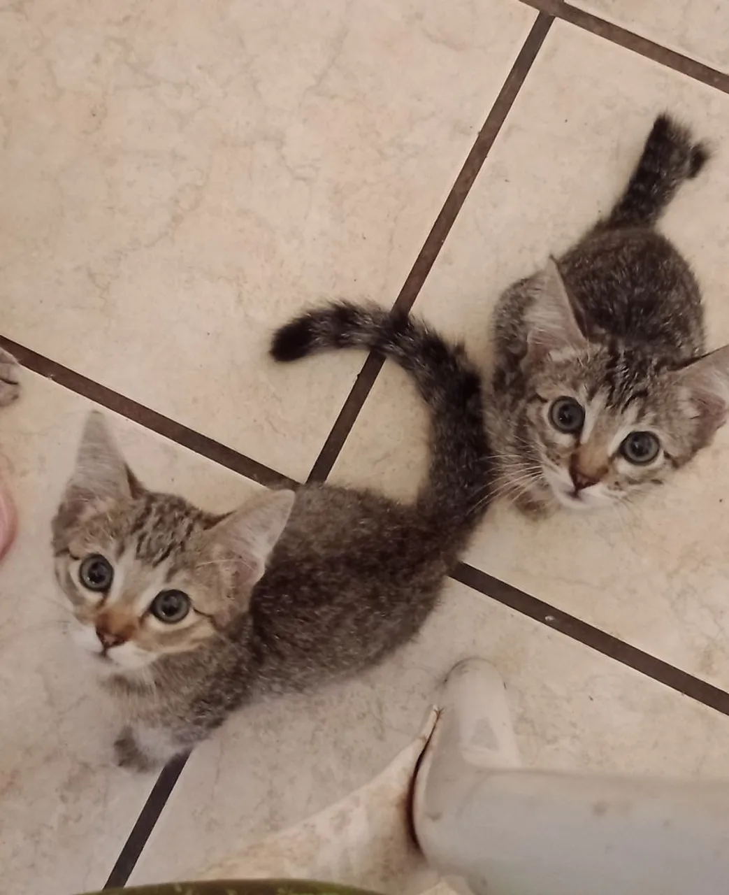 Gatinhas para doação