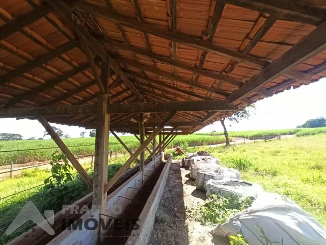 Sítio em Nipoã 280 Mil o Alq / 12,5 Alqueires Paulista Renda de Cana e Seringueira