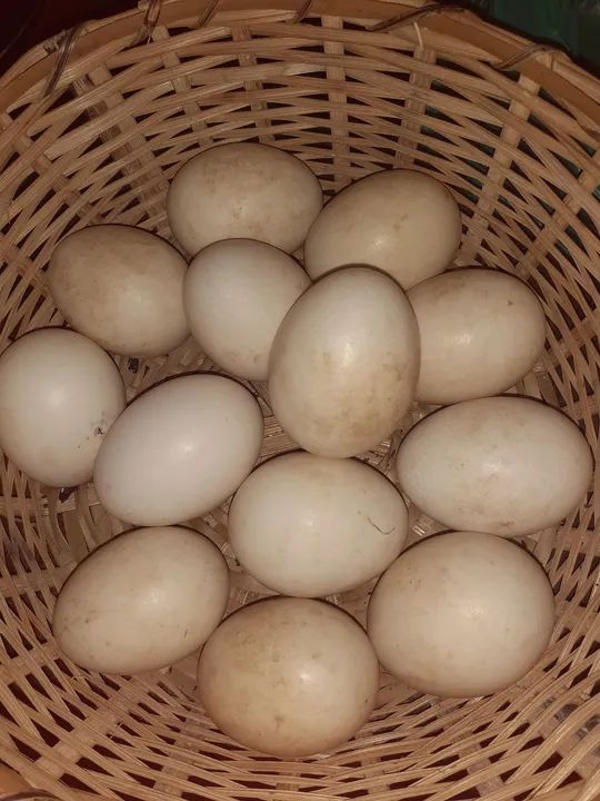 Ovos de pata frescos - Foto 2