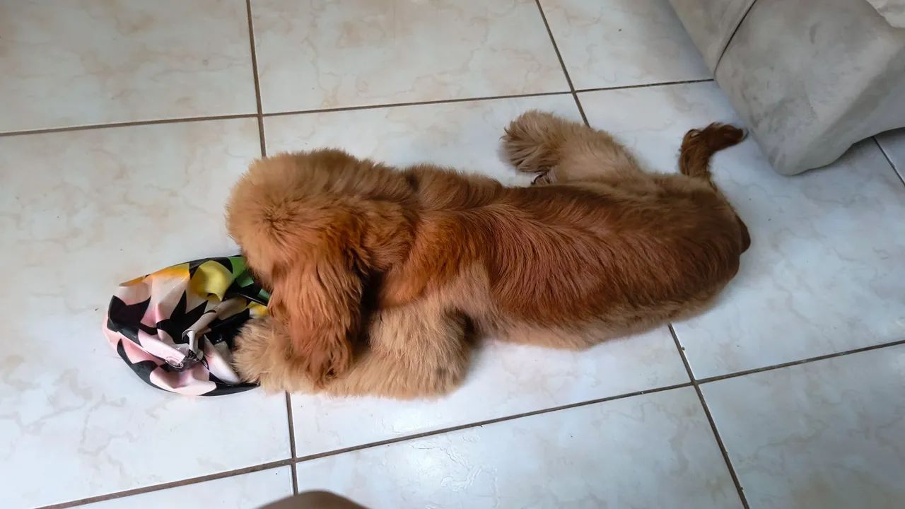 Cocker Spenial Inglês  - Foto 4