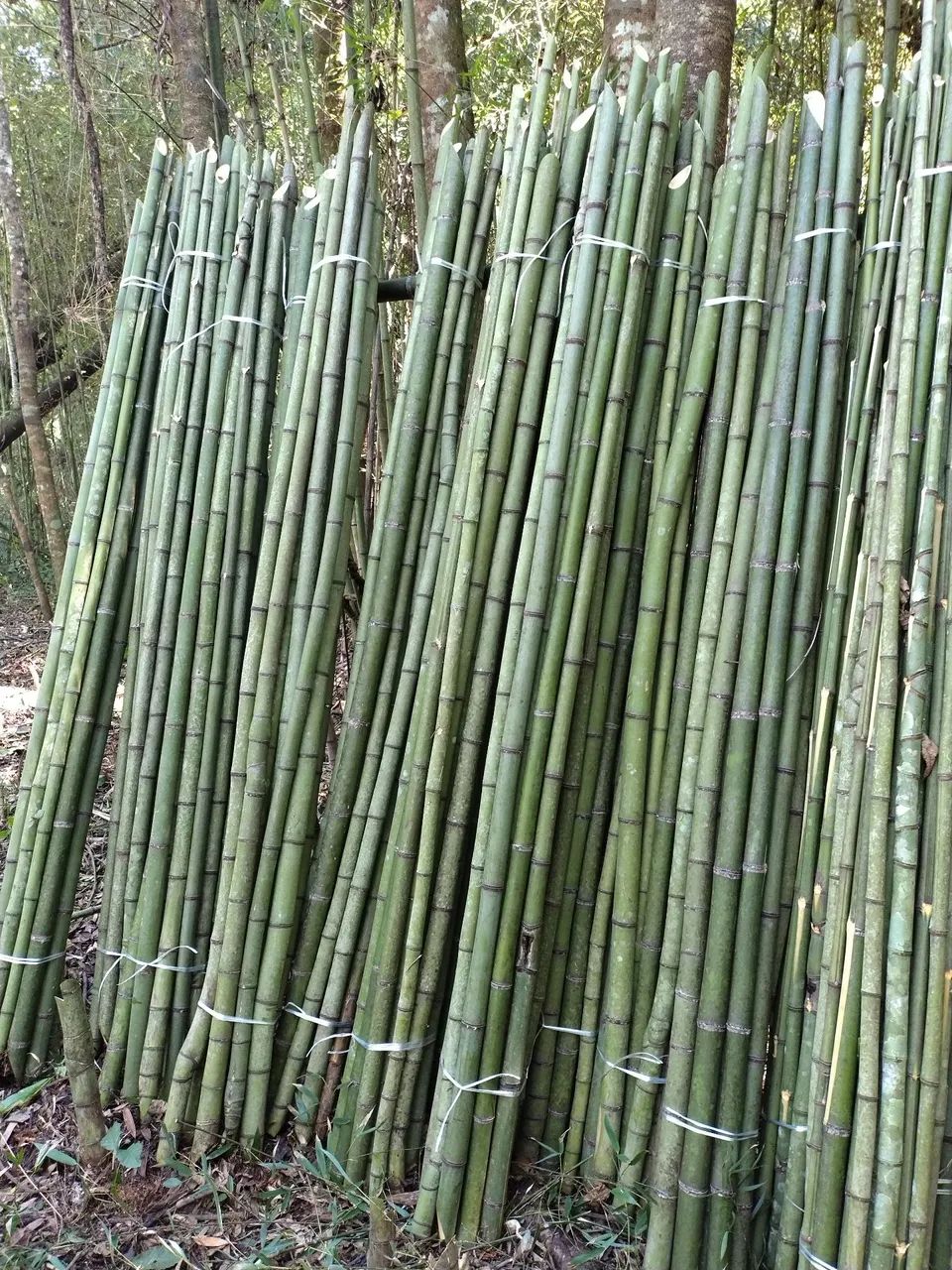 Bambu para plantio de tomate  - Foto 3