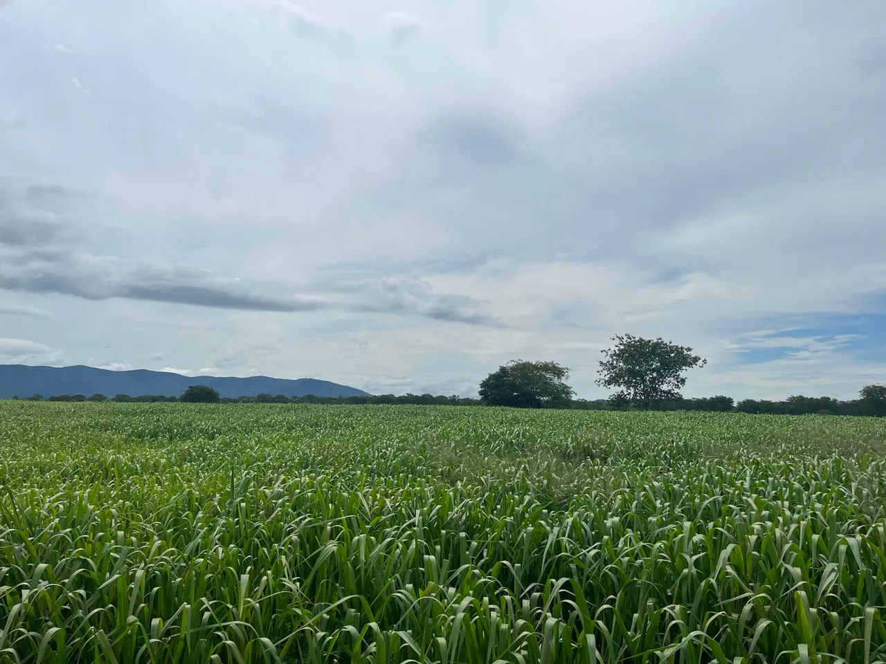 Sítio 42 hectares a 22 KM da cidade de Corumbá-MS