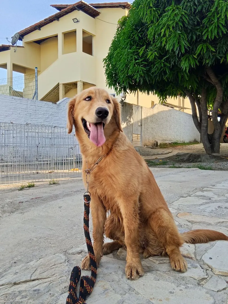 Fêmea de Golden retrive