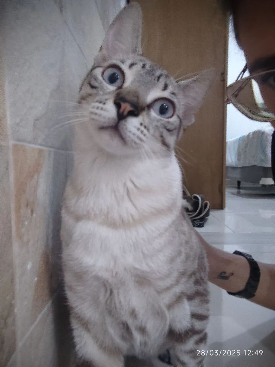 Gato lindo e carinhoso - Foto 2