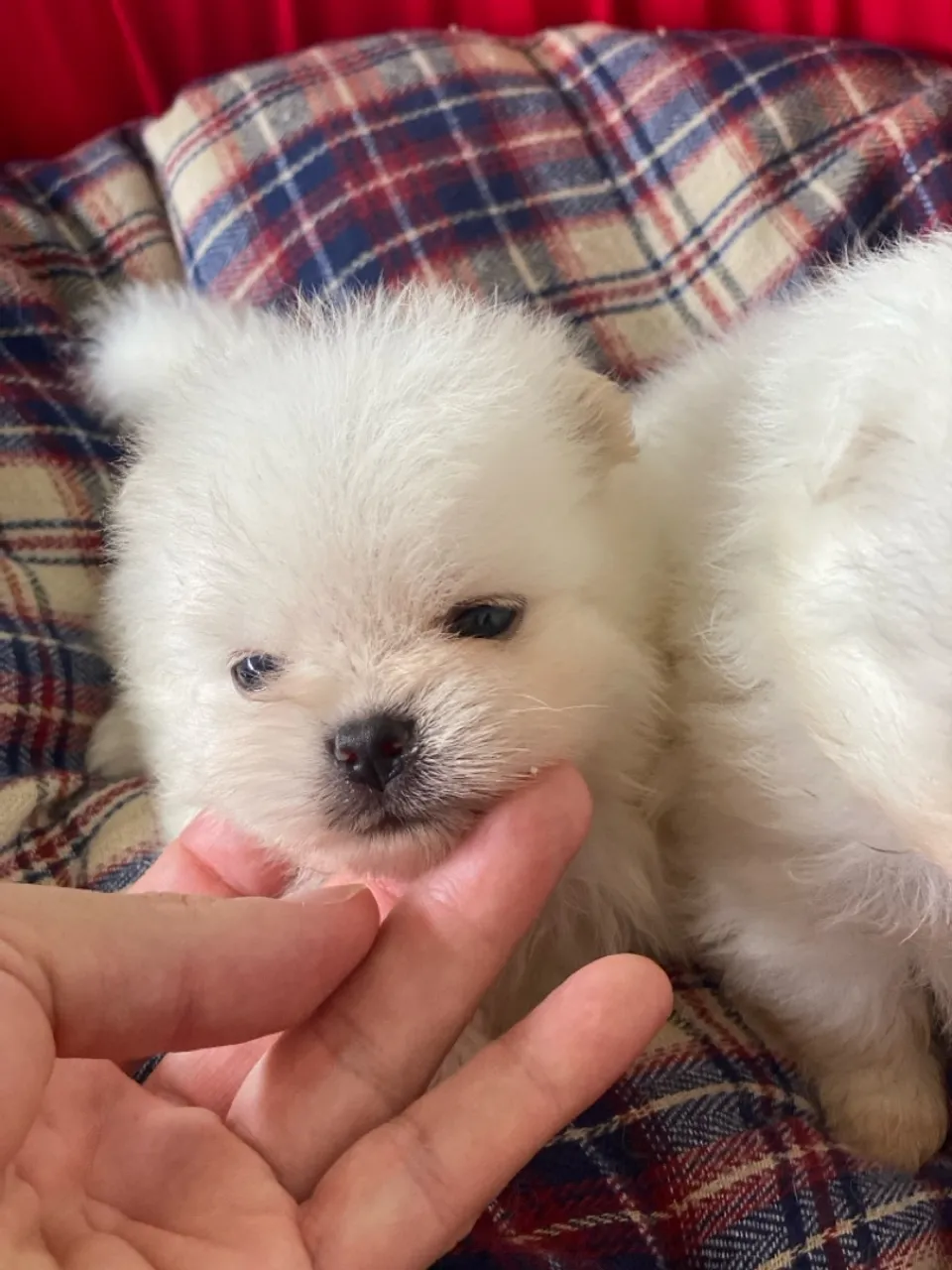 Maravilhoso é lindo filhote de Spitz