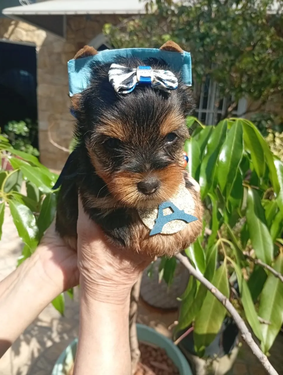 Yorkshires Mini: Pequeninos, Meigos e Carinhosos!