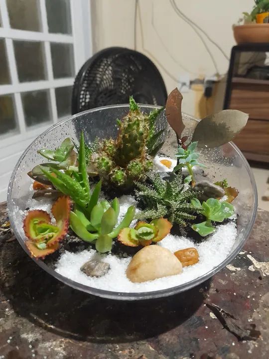 Terrario de cactos e suculentas em cuia de acrílico perfeito na decoração de casa loja - Foto 3