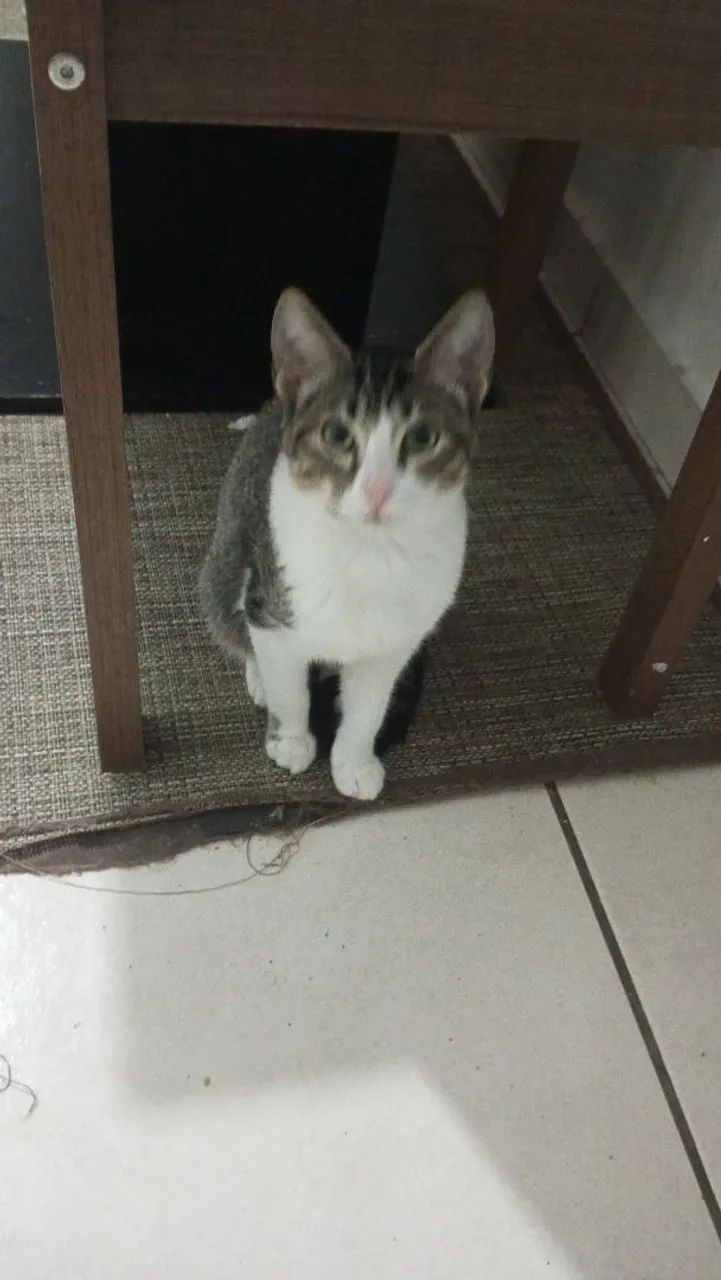 Doa -se Gatos  - Foto 4