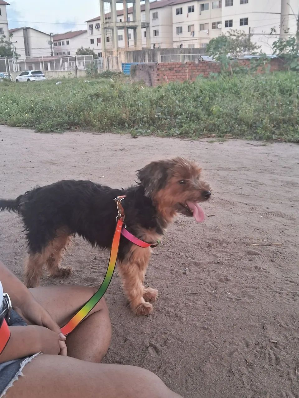 Yorkshire Terrier - Foto 3