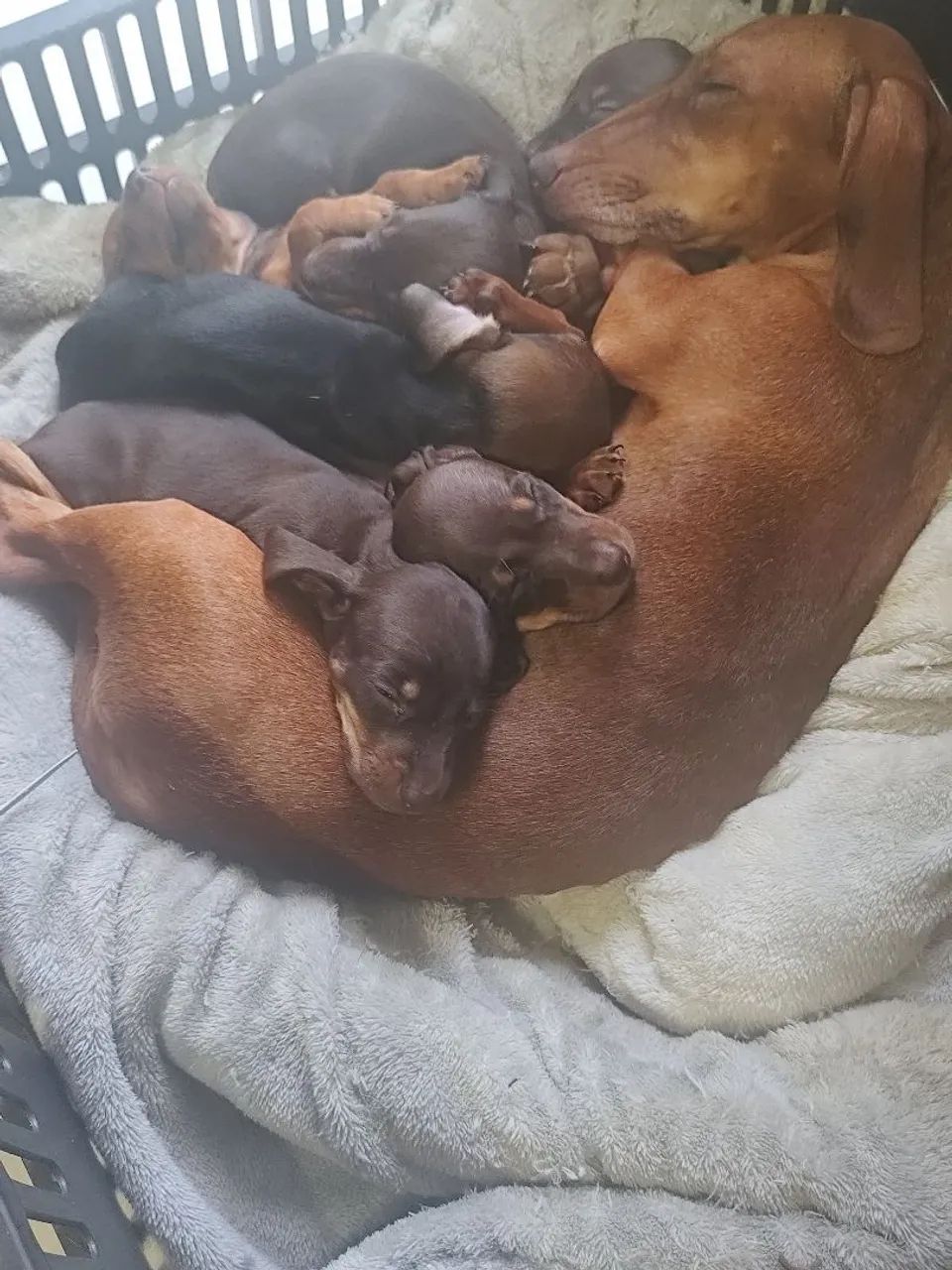 dachshund  - Foto 2
