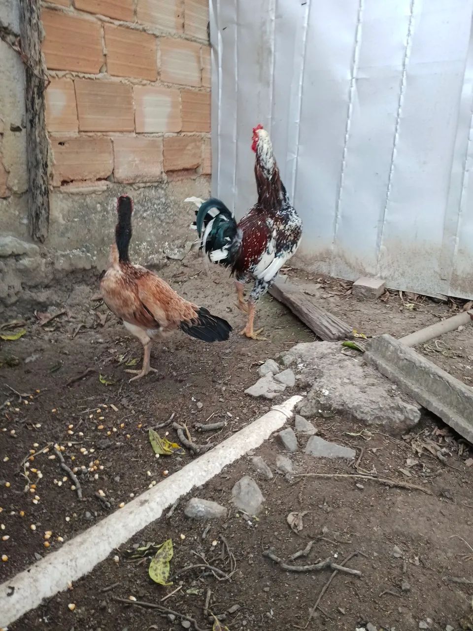 Galinha  - Foto 5