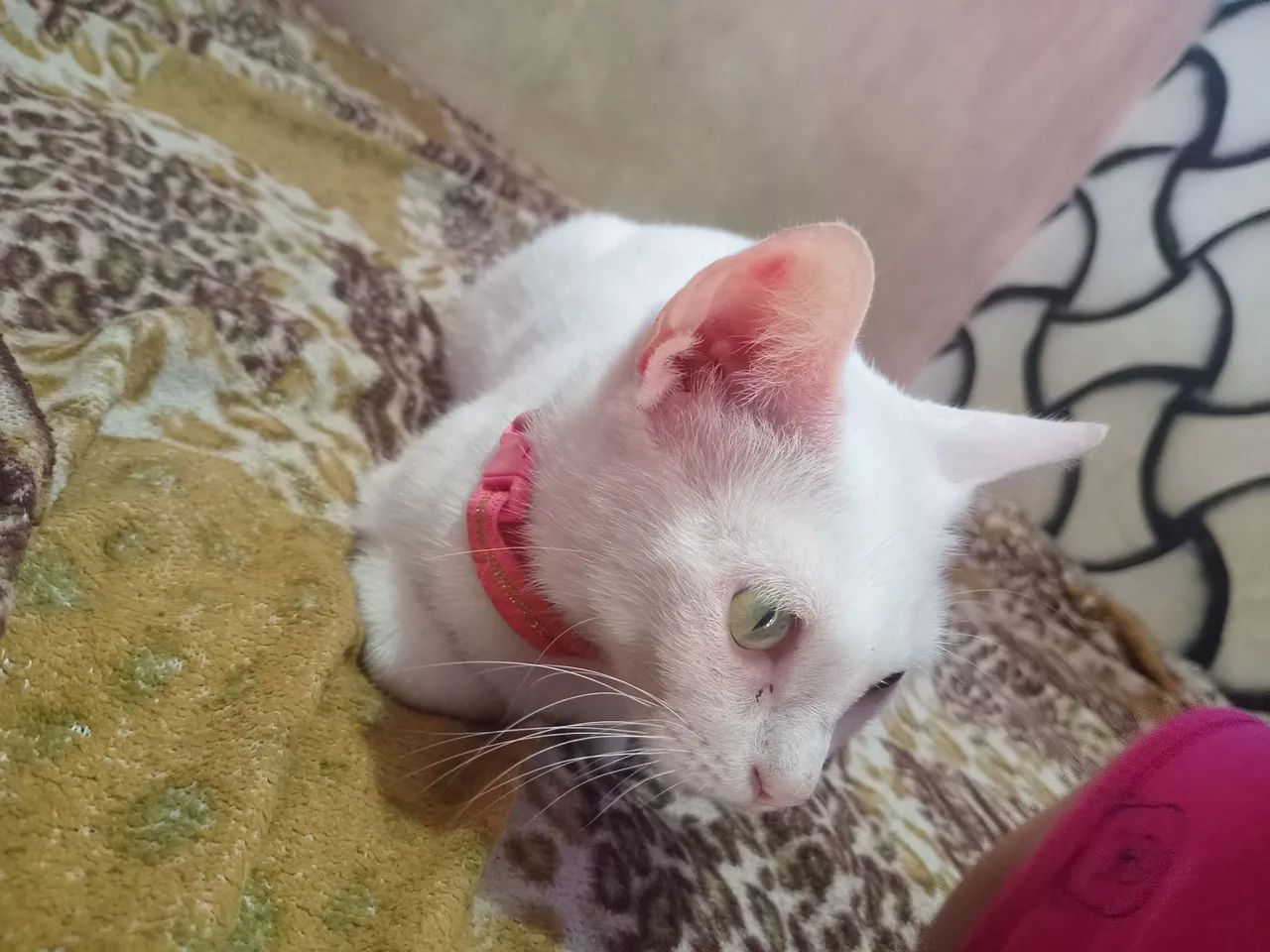 Gata - Foto 2
