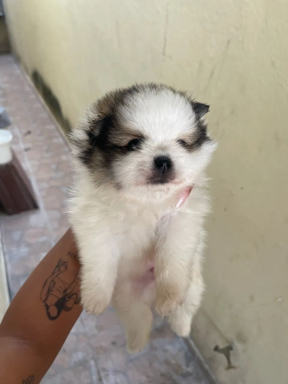 Cachorro - Foto 2