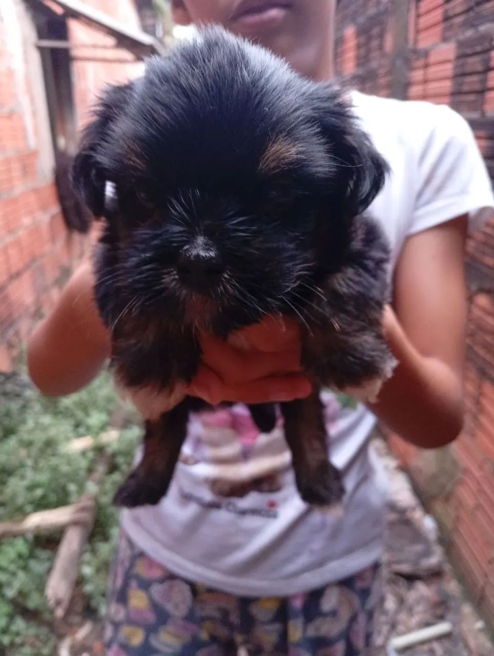 Cachorro macho Shitzu  - Foto 4