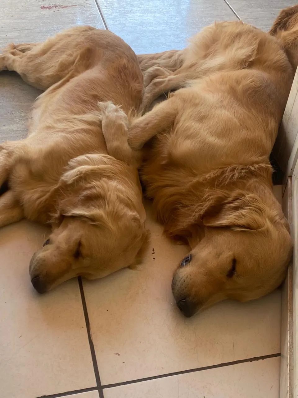 Filhotes Golden Retriver  - Foto 3