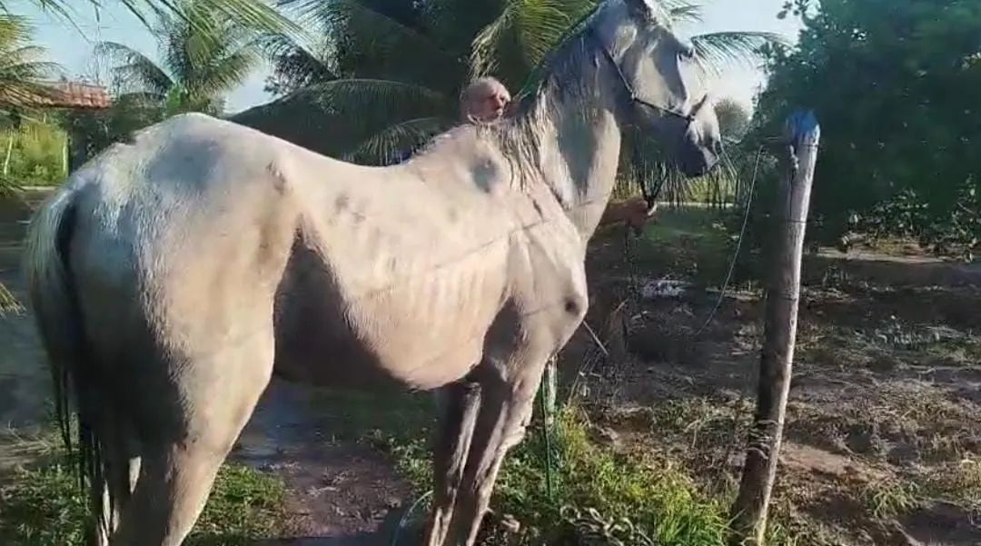 Cavalos - Foto 3